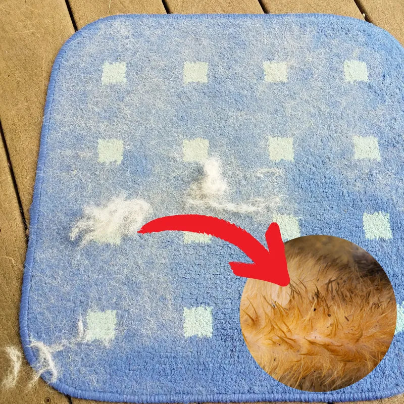 The Ultimate Guide to Managing Dog Hair on Your Carpets
