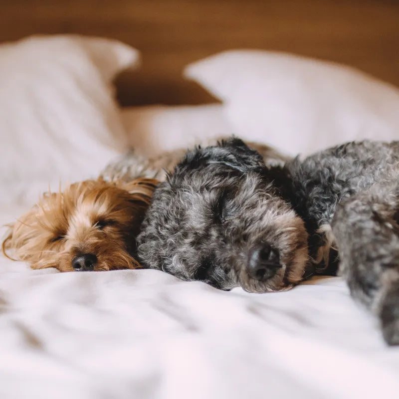 The Untold Tale of Canine Comfort
