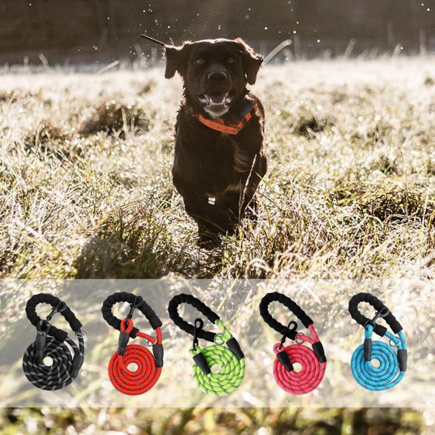 Dog Leash with Padded Handle and Reflective Threads