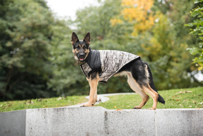 Dog Jacket US Army Camo