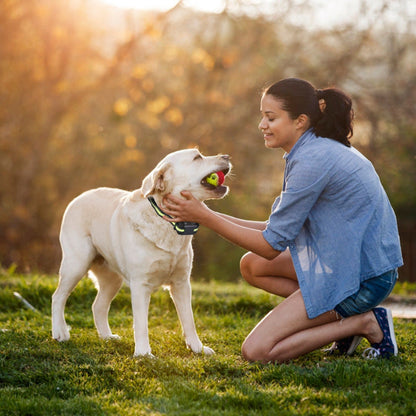 Dog Bark Collar Rechargeable Waterproof Beep Vibration Static