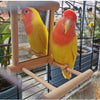 Perch With Mirror